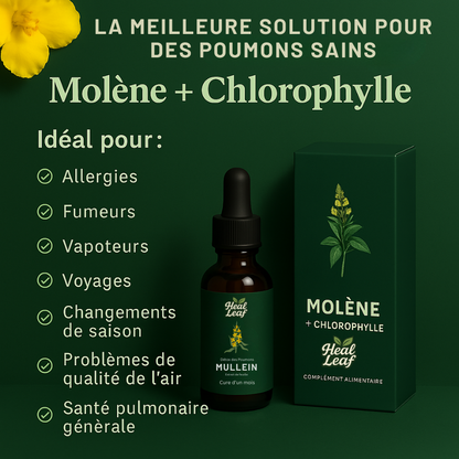 Teinture de Molène pour les Poumons – HealLeaf